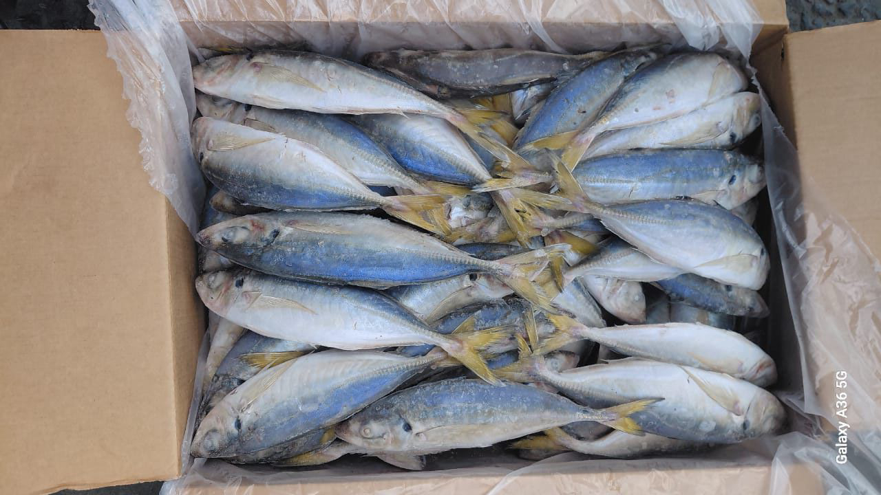 Just%20In%20Time%20Frozen%20Foods