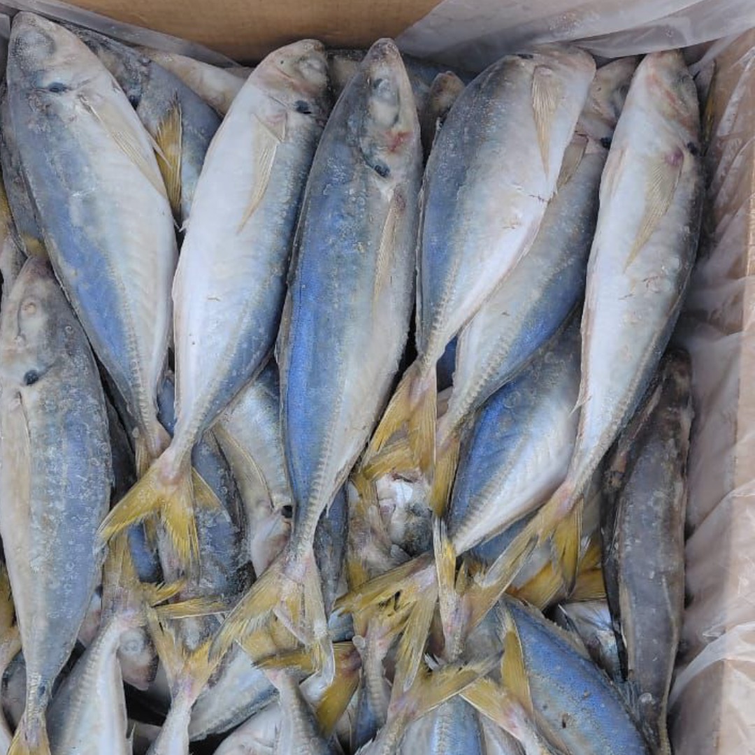 Just%20In%20Time%20Frozen%20Foods