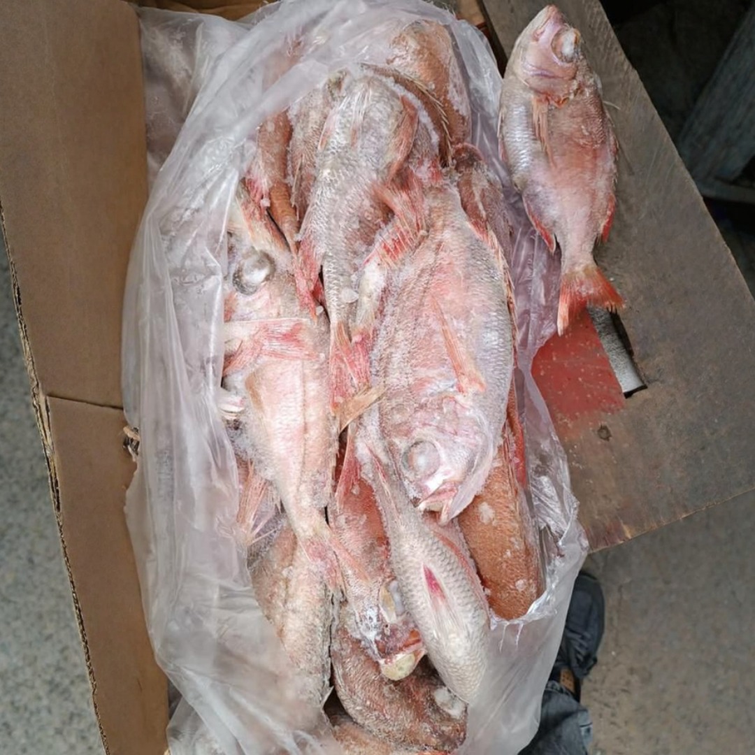 Just%20In%20Time%20Frozen%20Foods