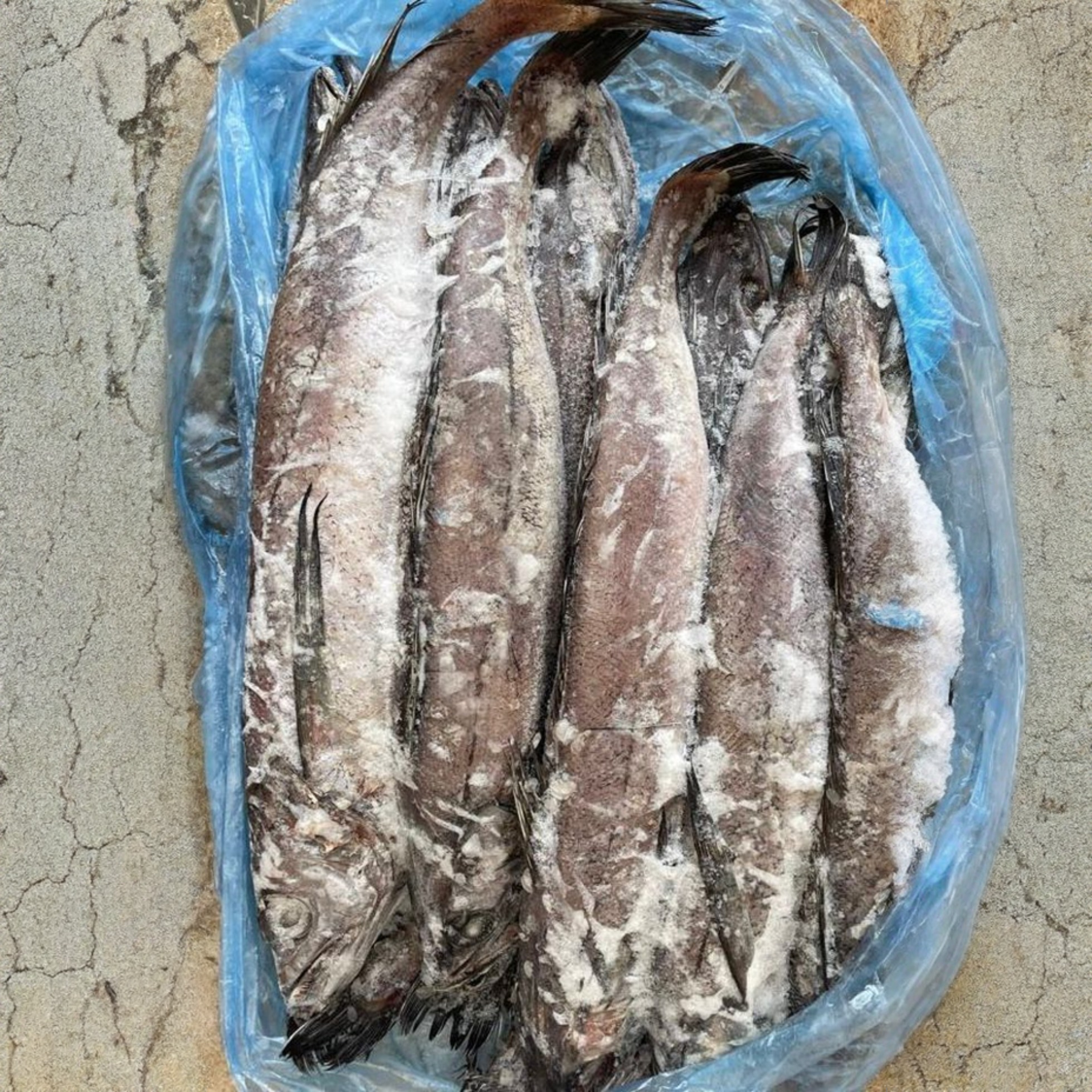 Just%20In%20Time%20Frozen%20Foods